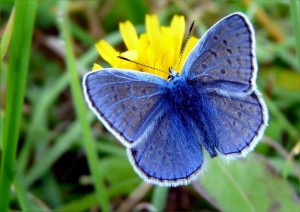 Schmetterling