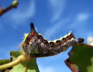 Raupe zum Schmetterling